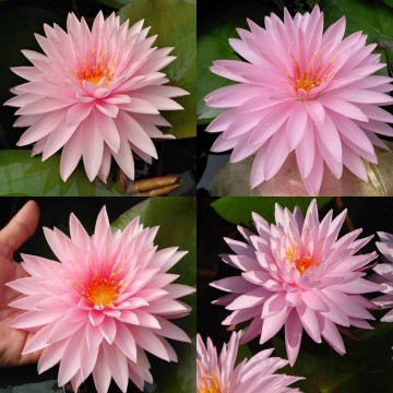 Nymphaea khongkwan nelumbogarden waterlilies matthijs hazeleger water lilies 3.jpg