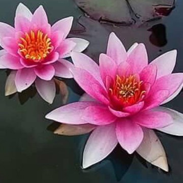 Nymphaea larroque nelumbogarden waterlilies 3