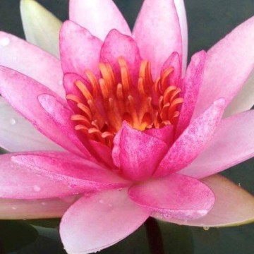 Nymphaea larroque nelumbogarden waterlilies 5