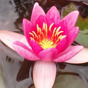 Nymphaea laydekeri lilacea nelumbogarden waterlilies 1