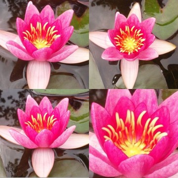 Nymphaea laydekeri lilacea nelumbogarden waterlilies 11