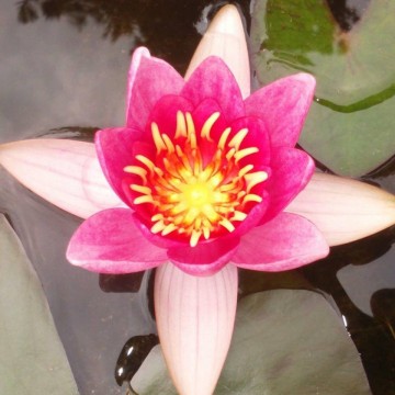 Nymphaea laydekeri lilacea nelumbogarden waterlilies 3