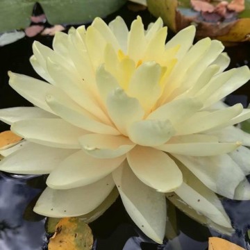 Nymphaea lemon meringue nelumbogarden waterlilies  3