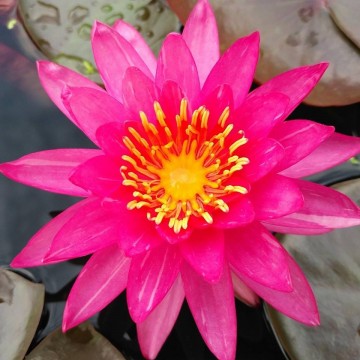 Nymphaea line thai nelumbogarden waterlilies 1