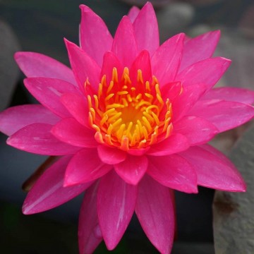 Nymphaea line thai nelumbogarden waterlilies 5