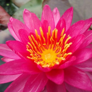 Nymphaea line thai nelumbogarden waterlilies 6