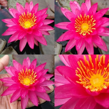 Nymphaea line thai nelumbogarden waterlilies 7