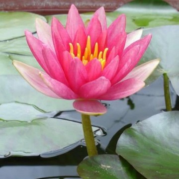 Nymphaea liou nelumbogarden waterlilies 1