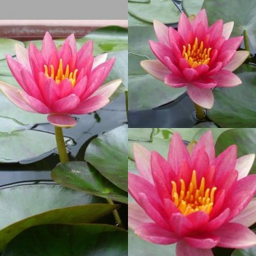 Nymphaea liou nelumbogarden waterlilies 3