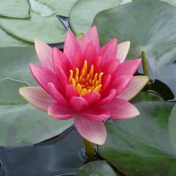 Nymphaea liou nelumbogarden waterlilies 4