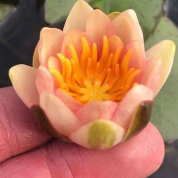 Nymphaea little sue nelumbogarden waterlilies 1