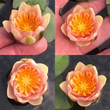 Nymphaea little sue nelumbogarden waterlilies 2