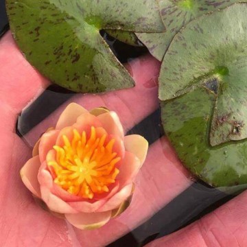 Nymphaea little sue nelumbogarden waterlilies 3