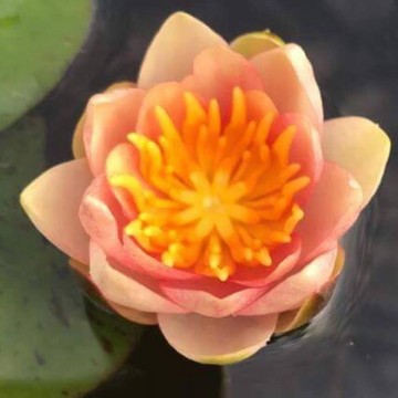 Nymphaea little sue nelumbogarden waterlilies 4