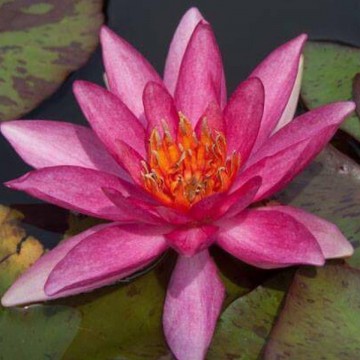 Nymphaea lucida nelumbogarden waterlilies 1