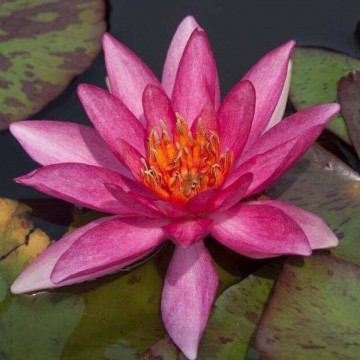 Nymphaea lucida nelumbogarden waterlilies 3