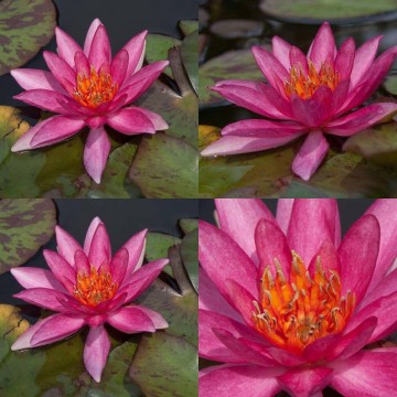 Nymphaea lucida nelumbogarden waterlilies 4