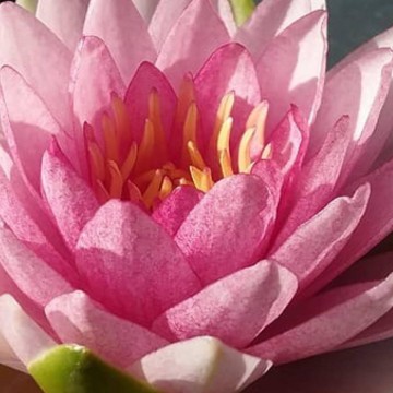 Nymphaea madame wilfron gonnere nelumbogarden waterlilies 3