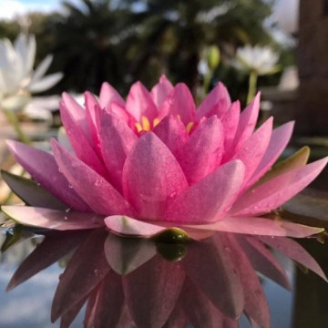 Nymphaea madame wilfron gonnere nelumbogarden waterlilies 4