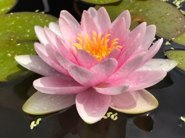 Nymphaea madame wilfron gonnere nelumbogarden