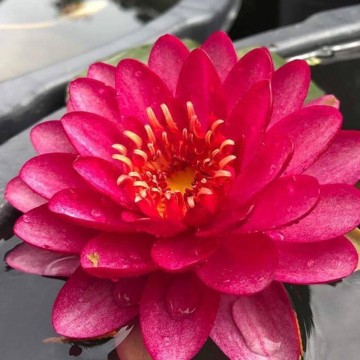 Nymphaea manee red nelumbogarden waterlilies  1