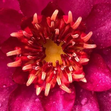 Nymphaea manee red nelumbogarden waterlilies  2