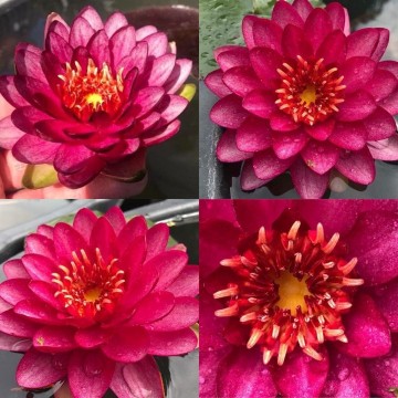Nymphaea manee red nelumbogarden waterlilies  3