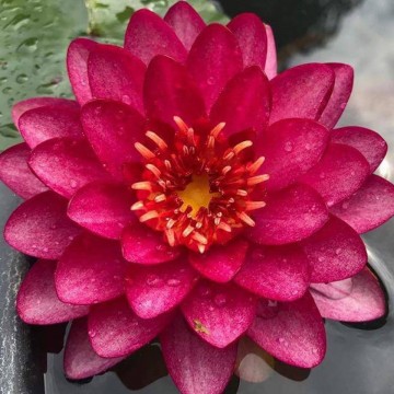 Nymphaea manee red nelumbogarden waterlilies  4