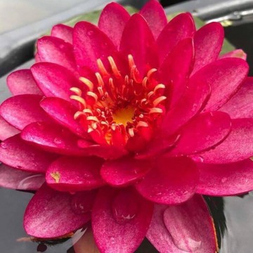 Nymphaea manee red nelumbogarden waterlilies  5