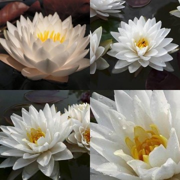 Nymphaea manee siam nelumbo garden waterlilies matthijs hazeleger water lilies 2.jpg