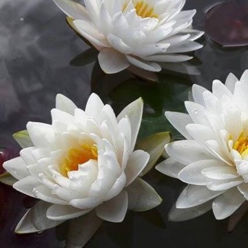 Nymphaea manee siam nelumbo garden waterlilies matthijs hazeleger water lilies 3.jpg
