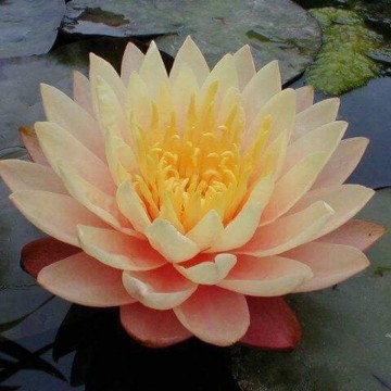 Nymphaea mangkala ubol nelumbogarden waterlilies 2