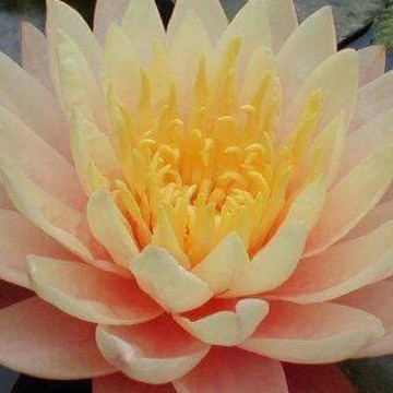 Nymphaea mangkala ubol nelumbogarden waterlilies 5