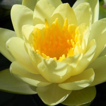 Nymphaea marliacea chromatella nelumbogarden waterlilies 2