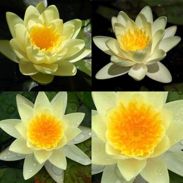 Nymphaea marliacea chromatella nelumbogarden waterlilies 4