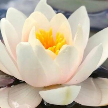 Nymphaea mary patricia nelumbo garden mathhijs hazeleger waterlelies 2