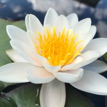 Nymphaea mary patricia nelumbo garden mathhijs hazeleger waterlelies 4