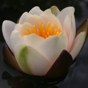 Nymphaea mary patricia nelumbo garden mathhijs hazeleger waterlelies 5