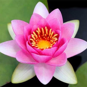 Nymphaea masaniello nelumbogarden waterlilies 1