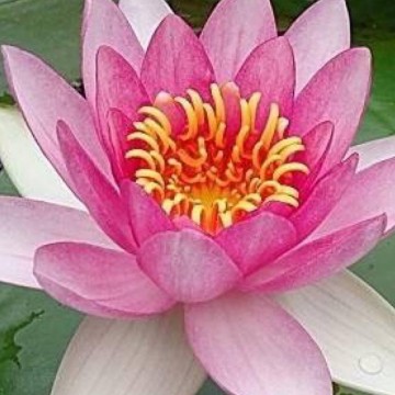 Nymphaea masaniello nelumbogarden waterlilies 2