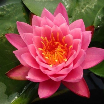 Nymphaea mayla nelumbogarden waterlilies 4