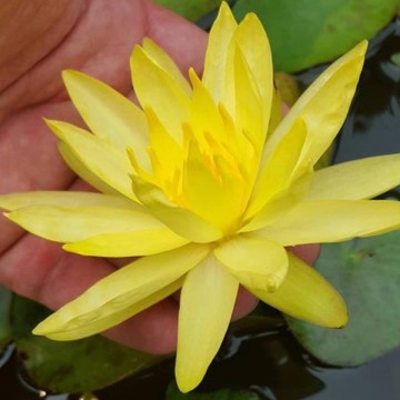 Nymphaea mexicana nelumbogarden waterlilies 4