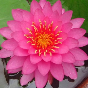 Nymphaea miss siam nelumbogarden waterlelies matthijs hazeleger waterlelies 2.jpg