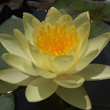 Nymphaea moorei nelumbogarden waterlilies 1