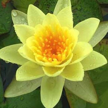 Nymphaea moorei nelumbogarden waterlilies 5