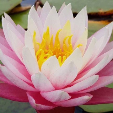 Nymphaea myra nelumbogarden waterlilies 3