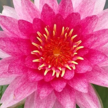 Nymphaea nattamon nelumbogarden waterlilies matthijs hazeleger water lilies 3.jpg