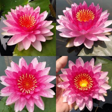 Nymphaea nattamon nelumbogarden waterlilies matthijs hazeleger water lilies 5.jpg