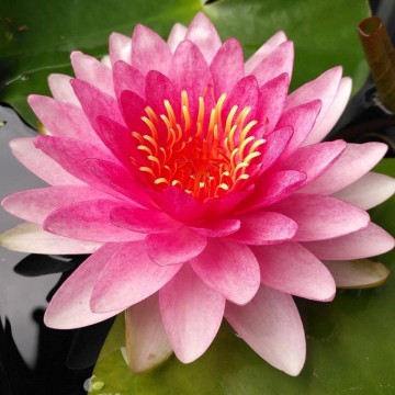 Nymphaea nattamon nelumbogarden waterlilies matthijs hazeleger water lilies 6.jpg