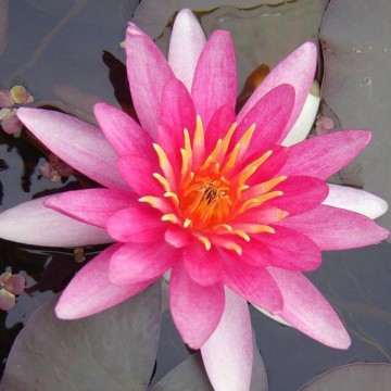 Nymphaea newton nelumbogarden waterlilies 3